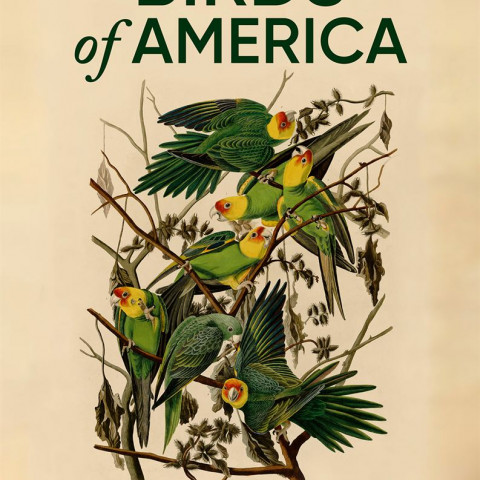 Documentaire, Birds of America, dessin, nature, oiseaux, environnement, histoire